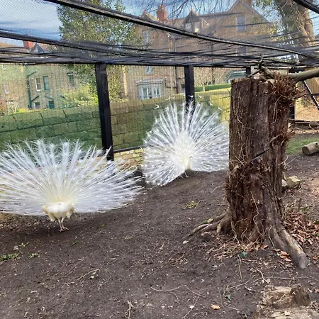 Peacock Holiday home Sleights